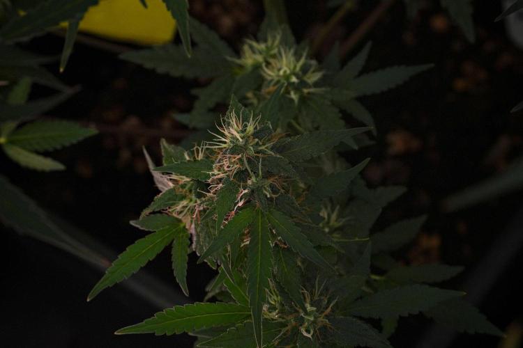 Cash Express By Zamnesia Pheno A. Week 10 - Cash Express Pheno A