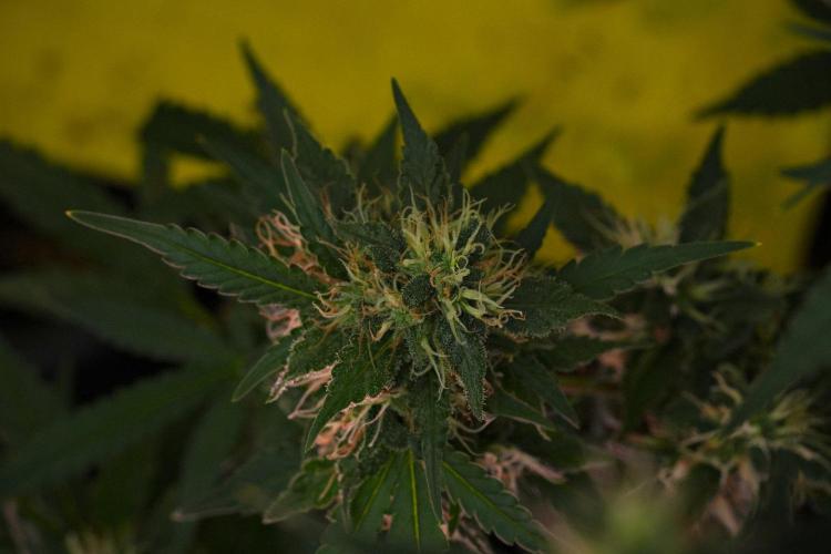 Cash Express By Zamnesia Pheno A. Week 10 - Cash Express Pheno A
