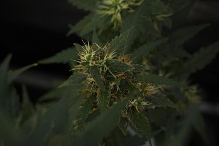 Cash Express By Zamnesia Pheno A. Week 10 - Cash Express Pheno A