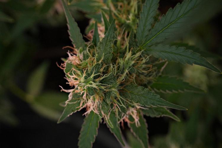 Cash Express By Zamnesia Pheno A. Week 10 - Cash Express Pheno A