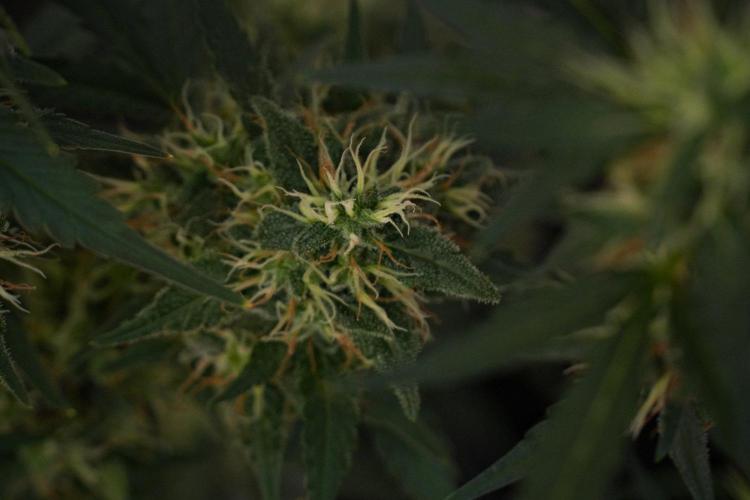 Cash Express By Zamnesia Pheno A. Week 10 - Cash Express Pheno A