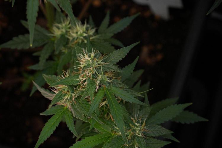 Cash Express By Zamnesia Pheno A. Week 10 - Cash Express Pheno A