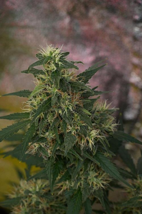 Cash Express By Zamnesia Pheno A. Week 10 - Cash Express Pheno A