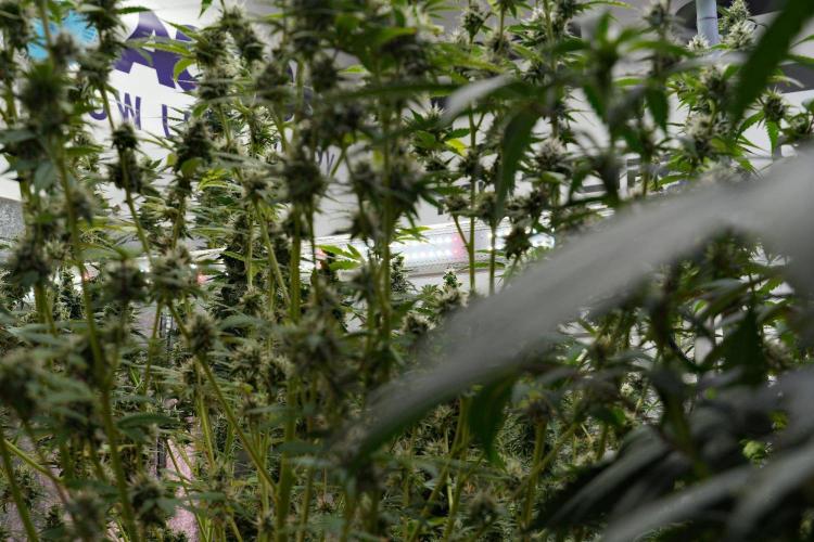 Cash Express By Zamnesia Pheno A. Week 10 - Room and Vibes 