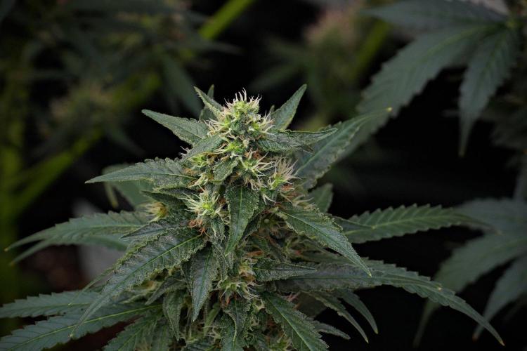 Pheno B Cash Express By Zamnesia. Week 10 - Pheno B Cash Express