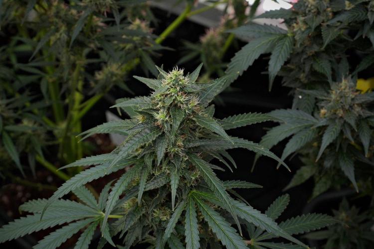 Pheno B Cash Express By Zamnesia. Week 10 - Pheno B Cash Express