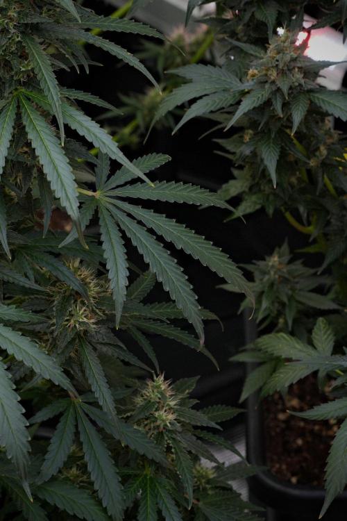 Pheno B Cash Express By Zamnesia. Week 10 - Pheno B Cash Express