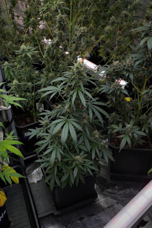 Pheno B Cash Express By Zamnesia. Week 10 - Pheno B Cash Express