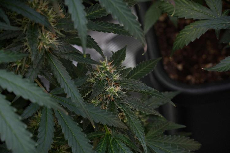 Pheno B Cash Express By Zamnesia. Week 10 - Pheno B Cash Express
