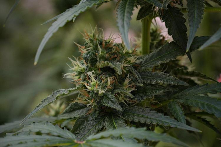 Pheno B Cash Express By Zamnesia. Week 10 - Pheno B Cash Express