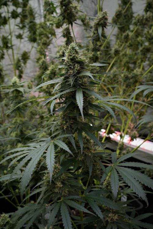 Pheno B Cash Express By Zamnesia. Week 10 - Pheno B Cash Express