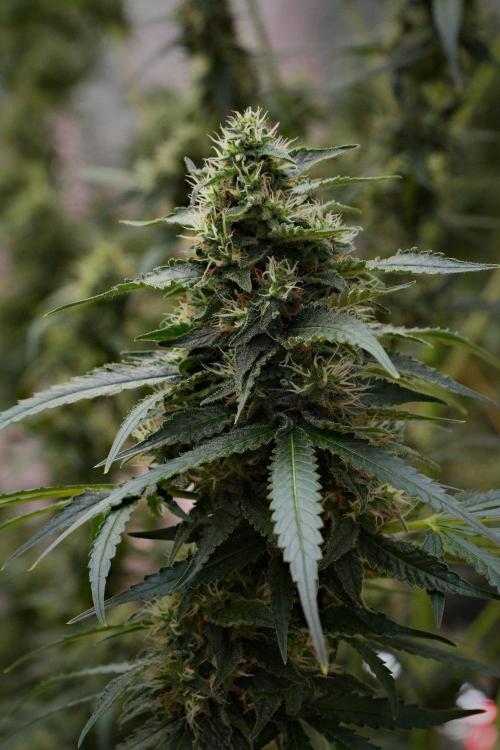Pheno B Cash Express By Zamnesia. Week 10 - Pheno B Cash Express