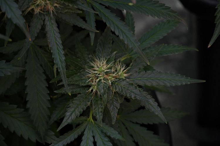 Pheno B Cash Express By Zamnesia. Week 10 - Pheno B Cash Express