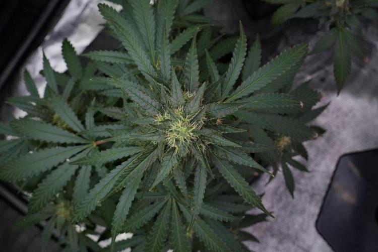Pheno B Cash Express By Zamnesia. Week 10 - Pheno B Cash Express