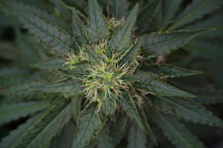 Pheno B Cash Express By Zamnesia. Week 10 - Pheno B Cash Express