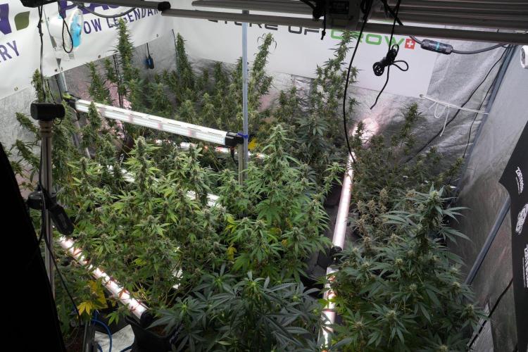 Pheno B Cash Express By Zamnesia. Week 10 - Room and Vibes