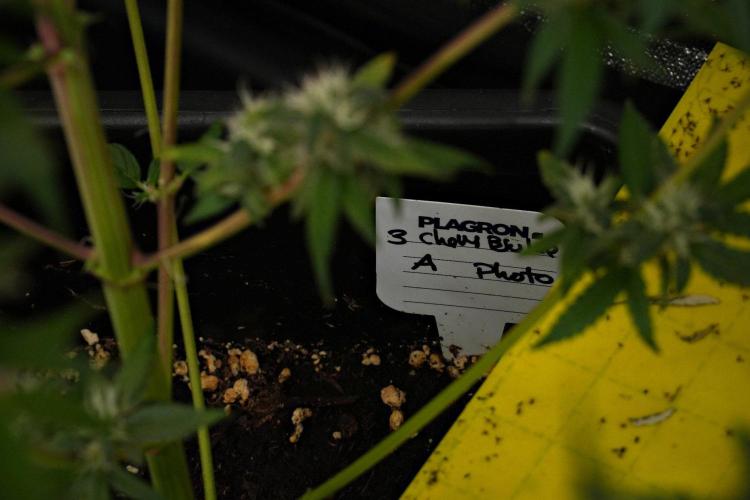 Chem Brulee By Zamnesia Pheno A. Week 10 - Chem Brulee Pheno A
