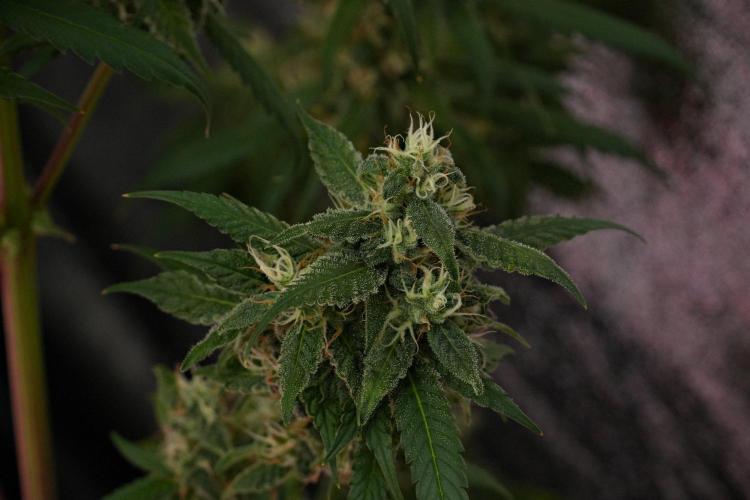 Chem Brulee By Zamnesia Pheno A. Week 10 - Chem Brulee Pheno A