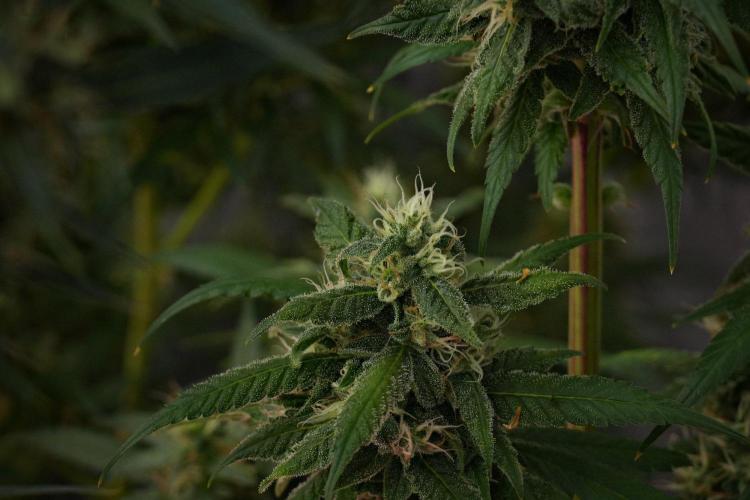 Chem Brulee By Zamnesia Pheno A. Week 10 - Chem Brulee Pheno A