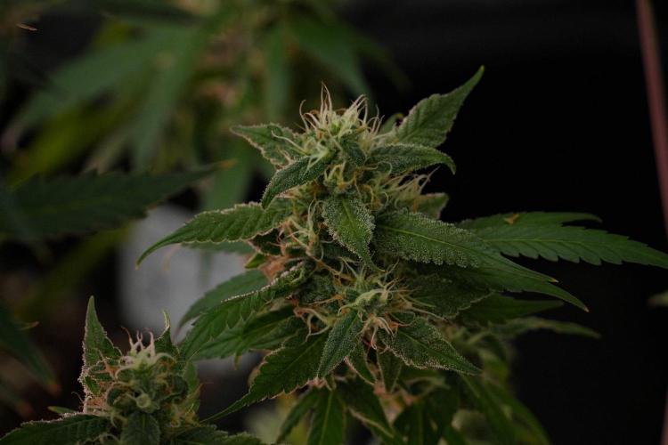 Chem Brulee By Zamnesia Pheno A. Week 10 - Chem Brulee Pheno A