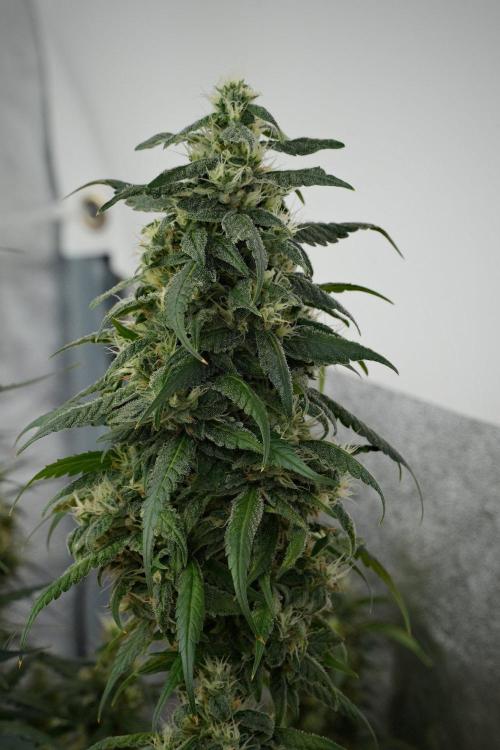 Chem Brulee By Zamnesia Pheno A. Week 10 - Chem Brulee Pheno A