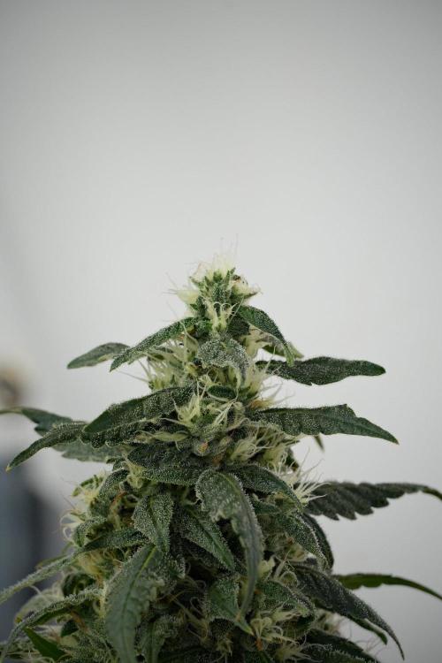 Chem Brulee By Zamnesia Pheno A. Week 10 - Chem Brulee Pheno A