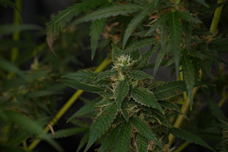 Chem Brulee By Zamnesia Pheno A. Week 10 - Chem Brulee Pheno A