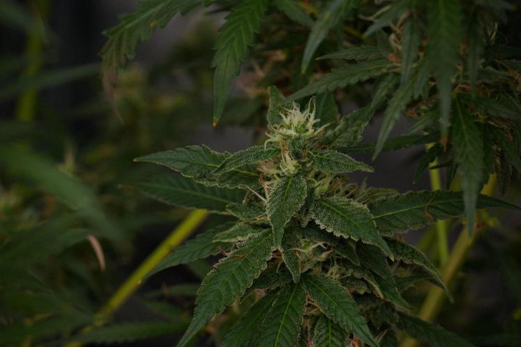 Chem Brulee By Zamnesia Pheno A. Week 10 - Chem Brulee Pheno A