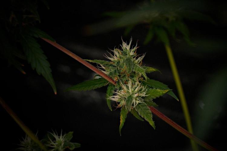 Chem Brulee By Zamnesia Pheno A. Week 10 - Chem Brulee Pheno A