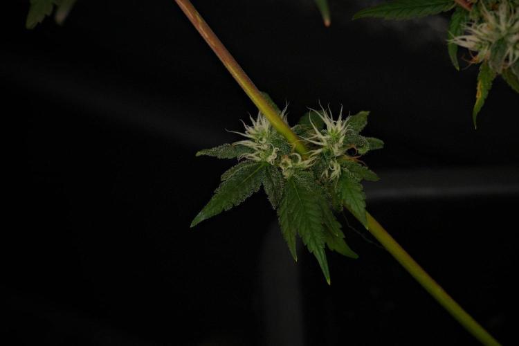 Chem Brulee By Zamnesia Pheno A. Week 10 - Chem Brulee Pheno A