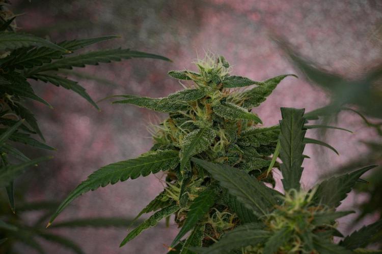 Chem Brulee By Zamnesia Pheno A. Week 10 - Chem Brulee Pheno A