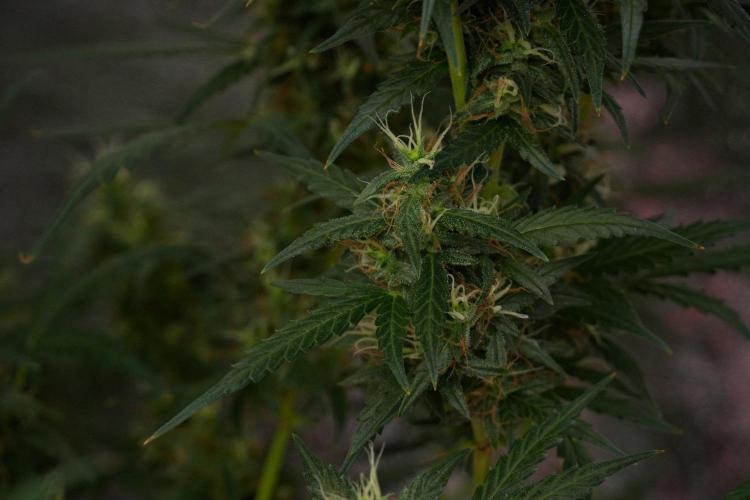 Chem Brulee By Zamnesia Pheno A. Week 10 - Chem Brulee Pheno A