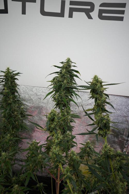 Chem Brulee By Zamnesia Pheno A. Week 10 - Chem Brulee Pheno A