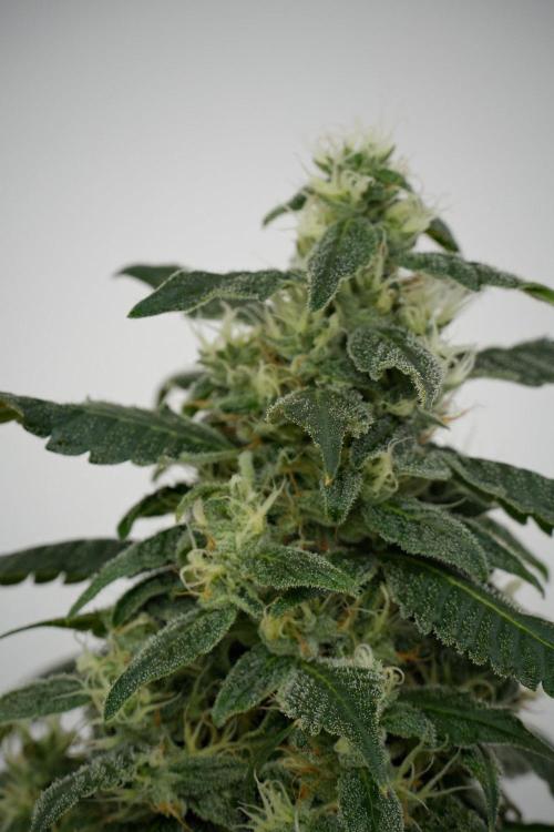 Chem Brulee By Zamnesia Pheno A. Week 10 - Chem Brulee Pheno A