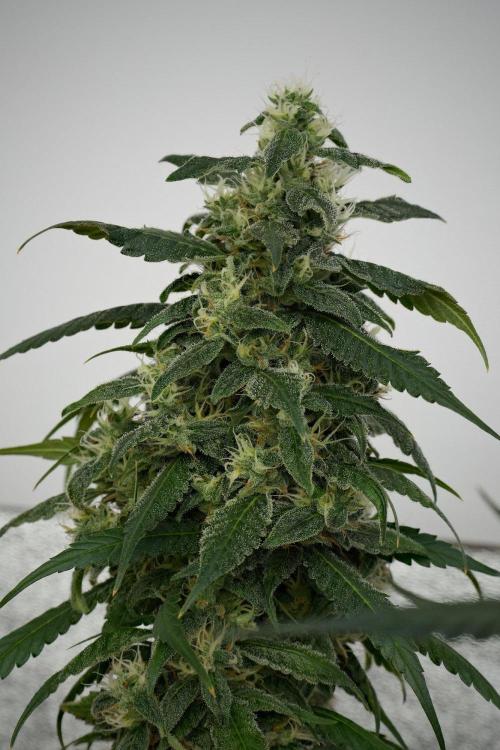 Chem Brulee By Zamnesia Pheno A. Week 10 - Chem Brulee Pheno A