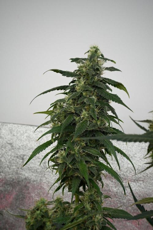 Chem Brulee By Zamnesia Pheno A. Week 10 - Chem Brulee Pheno A
