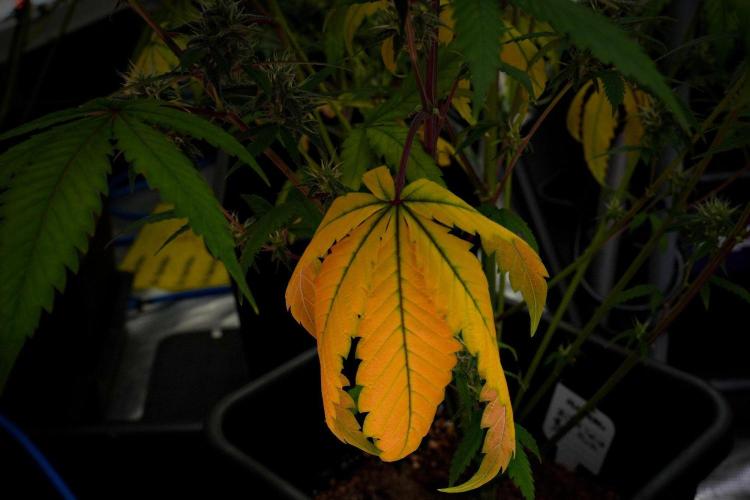 Pheno B Chem Brulee By Zamnesia. Week 10 - Pheno B Chem Brulee