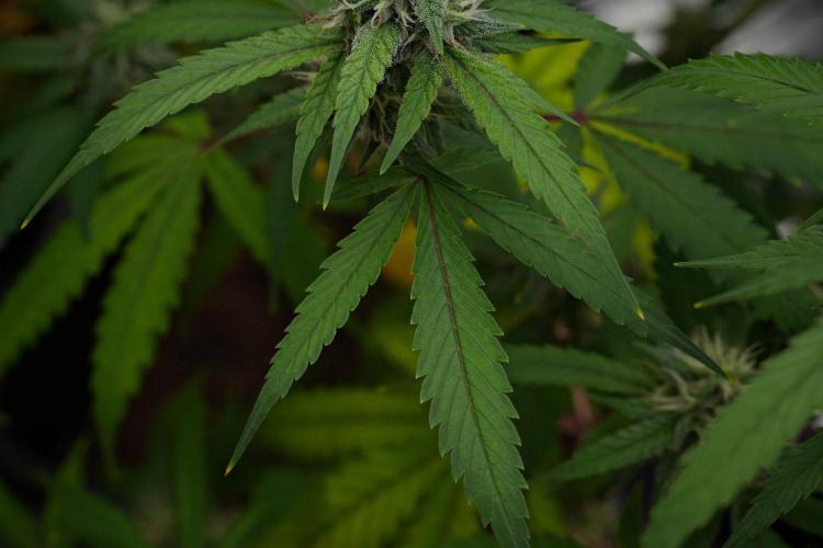 Pheno B Chem Brulee By Zamnesia. Week 10 - Pheno B Chem Brulee
