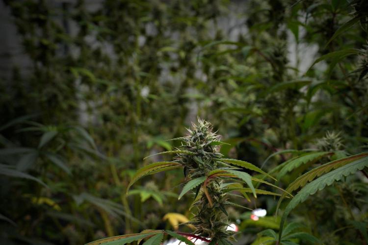 Pheno B Chem Brulee By Zamnesia. Week 10 - Pheno B Chem Brulee