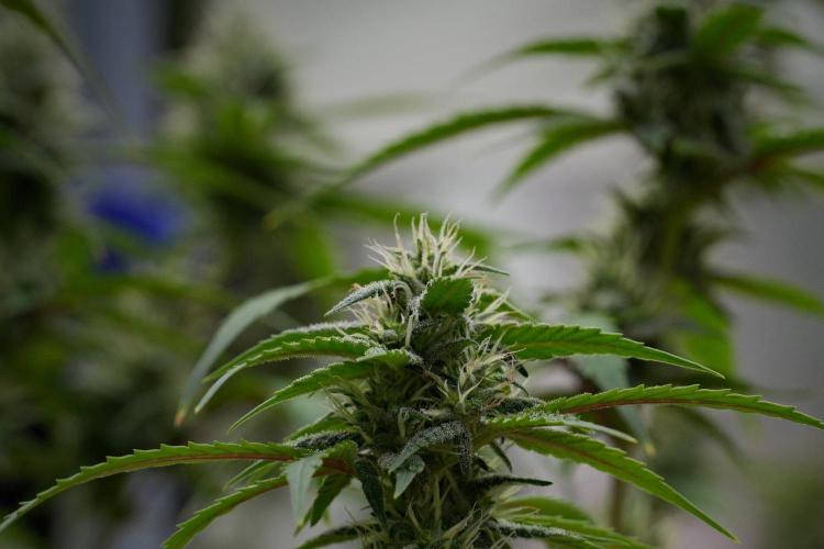Pheno B Chem Brulee By Zamnesia. Week 10 - Pheno B Chem Brulee