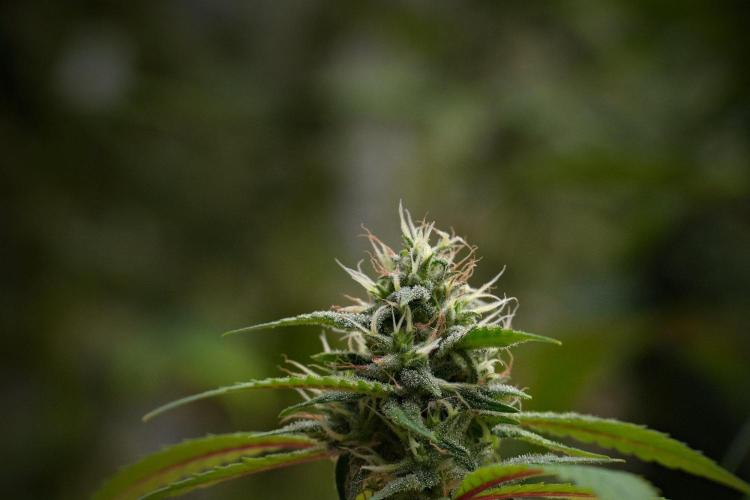 Pheno B Chem Brulee By Zamnesia. Week 10 - Pheno B Chem Brulee