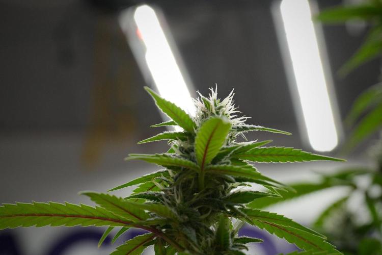 Pheno B Chem Brulee By Zamnesia. Week 10 - Pheno B Chem Brulee