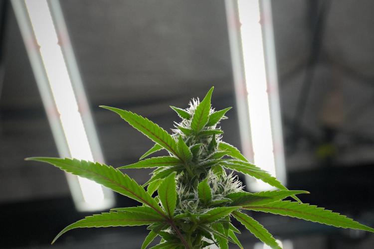 Pheno B Chem Brulee By Zamnesia. Week 10 - Pheno B Chem Brulee