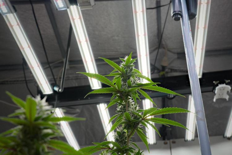 Pheno B Chem Brulee By Zamnesia. Week 10 - Pheno B Chem Brulee