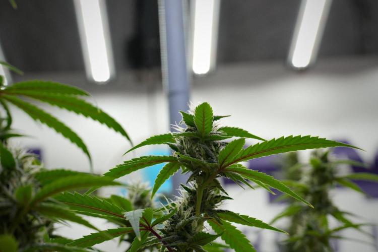 Pheno B Chem Brulee By Zamnesia. Week 10 - Pheno B Chem Brulee