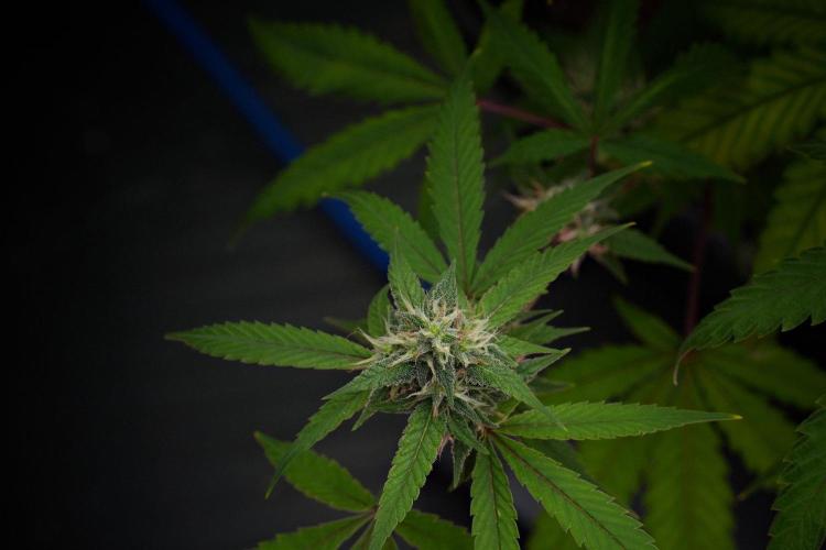 Pheno B Chem Brulee By Zamnesia. Week 10 - Pheno B Chem Brulee