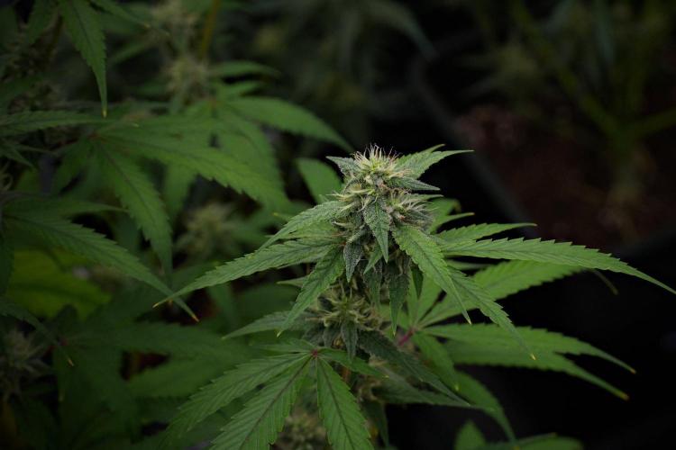 Pheno B Chem Brulee By Zamnesia. Week 10 - Pheno B Chem Brulee