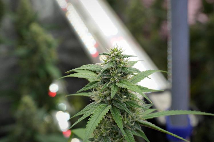 Pheno B Chem Brulee By Zamnesia. Week 10 - Pheno B Chem Brulee