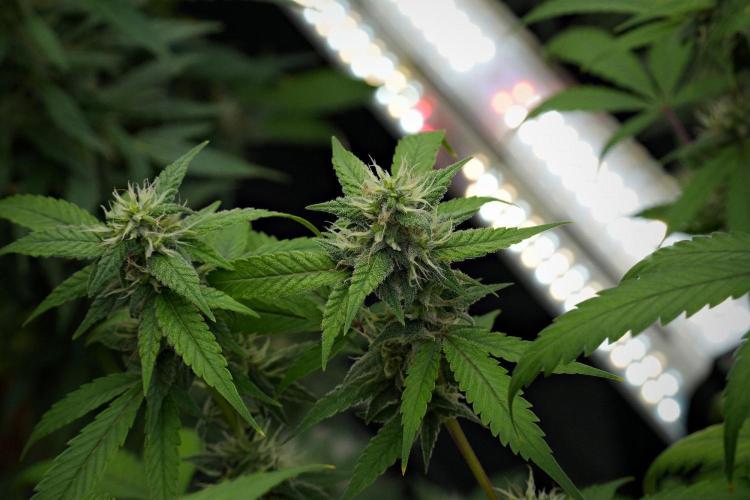 Pheno B Chem Brulee By Zamnesia. Week 10 - Pheno B Chem Brulee