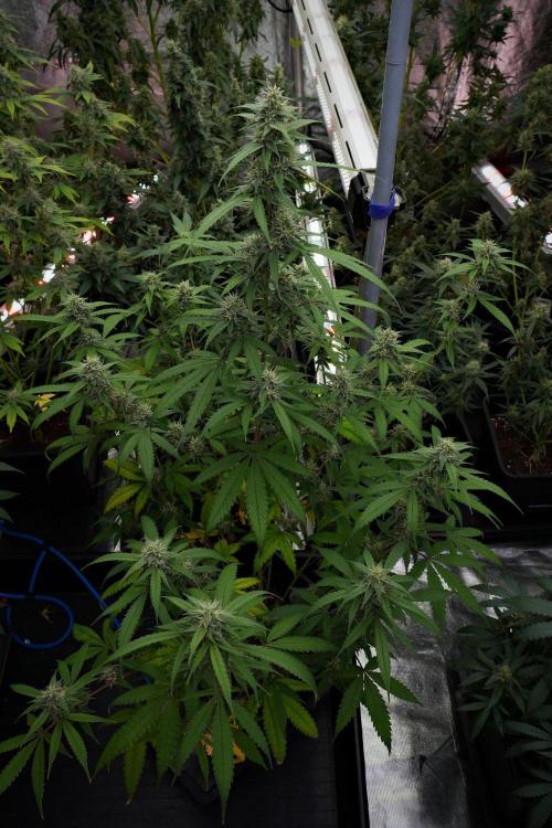 Pheno B Chem Brulee By Zamnesia. Week 10 - Pheno B Chem Brulee